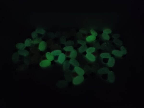 Lady Bug - Glow In The Dark - Image 2