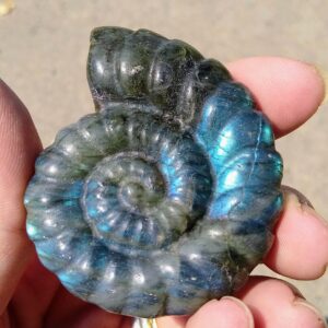 Labradorite Nautilus Shells 2 Inches